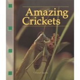 Amazing Crickets (Paperback) by Daniel Martin Jacobs